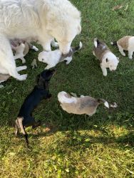 5 girls/2 boys mom-Great Pyrenees/dad-Australian Shepherd