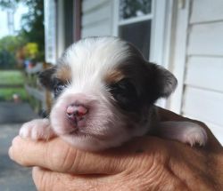 Toy and Mini Aussie Pups Available