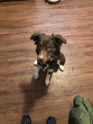 Beautiful loving 1 year old Aussie Siberian for sale