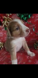Puppies for Christmas