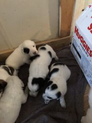 7 asi lab mixed puppies