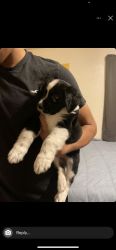Australian Shepard Lab puppy for sale!!