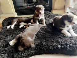 Aussie Husky puppy looking for new forever home