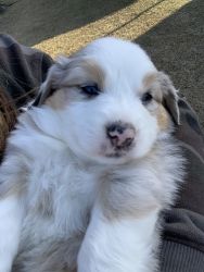 Australian Shepard Puppies for Sale- GA