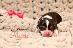 Mini Aussie Beagle puppies ready end of February