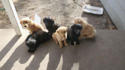 Goldie Aussie Newfy Puppies