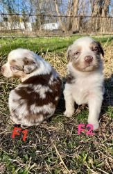 Red merle puppies