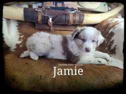 Stunning Blue-eyed Red Merle Male