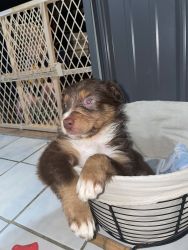 Australian Shepherd puppies for sale!