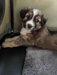 Australian Shepard puppies for sale