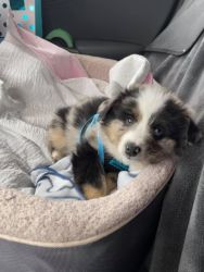 Toy Australian Shepherd puppies for adoption