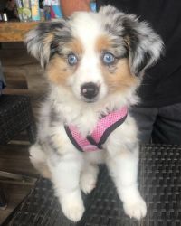 Cute mini Aussie puppies searching for new family