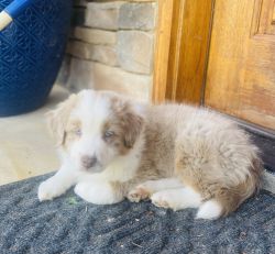 Red Merle male puppies with the best personality