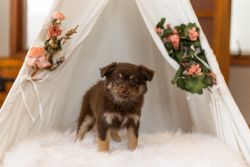 Female Toy Aussie X Pomeranian For Sale