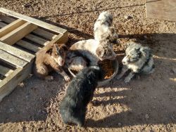 Ranch raised Aussie pups