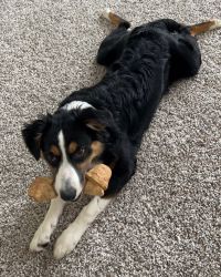 Australian Shepard 6 month old free to good home