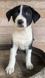 Aussie/Catahoula Puppies - Need Forever Homes