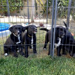 2 female puppies left looking for their forever homes