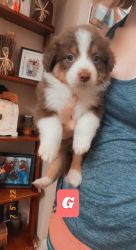 Adorable and loving Aussie Pups