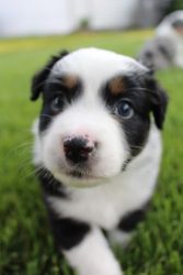 Australian Shepard puppies need good home in June