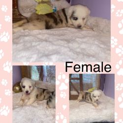 Adorable Aussies looking for families