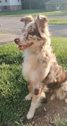Aussie for rehome