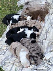 ASDR registered Aussie puppies