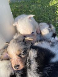 Aussie/Collie pups