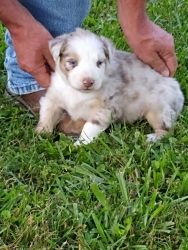 AKC Red Merle Male