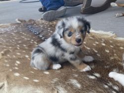 Aussie Puppies for Sale
