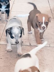 Puppies ready for a new home