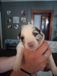 Akc registered Australian shepherd puppies, dual champion parents!