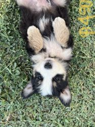 Adorable Aussies Looking for their Forever Homes