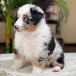 Australian Shepherd Puppies for sale