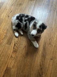 Beautiful Mini Australian Pup for Sale (12 Weeks)