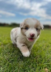 Australian Shepherd Puppy For Sale