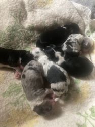 ASDR Mini Aussie puppies