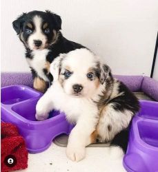 Purebred Australian Shepherd Puppies