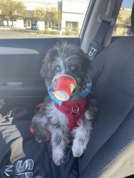 5 month old mini Aussiedoodle