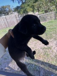7 happy,healthy and loving Aussiedor puppies for sale!!!