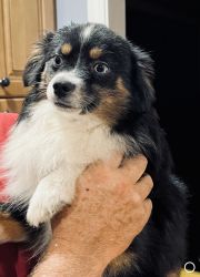 Adult Toy Australian Shepherds for rehome