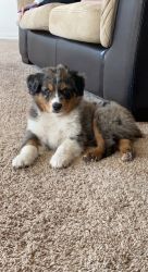 Australian Shepard puppy for sale