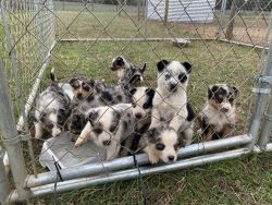 Aussie/Heeler Puppies