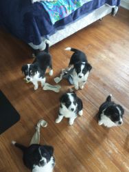 9 wk old puppies