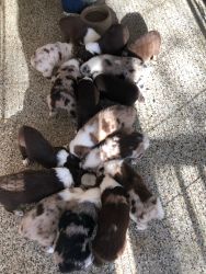 Full Blooded Standard Australian Shepherd Puppies
