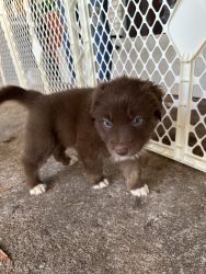 Australian Shepard pups for sale!
