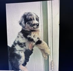 Australian Shepherd Puppy for sale!- Cora