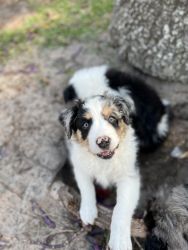 Australian Shepard Puppy For Sale