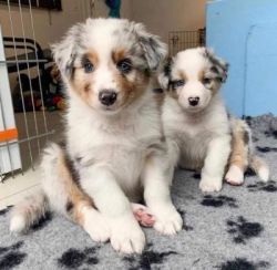 Australian Shepherds Puppies for Sale