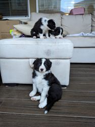 Adorable Australian Shepherd Puppies for Sale!